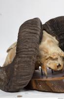 mouflon skull antlers 0031